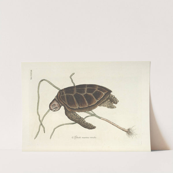 Piscium, serpentum, insectorum, aliorumque nonnullorum animalum nec non plantarum quarundam imagines Pl.038 by Mark Catesby