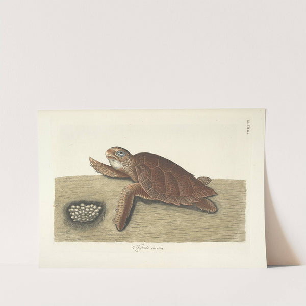 Piscium, serpentum, insectorum, aliorumque nonnullorum animalum nec non plantarum quarundam imagines Pl.039 by Mark Catesby