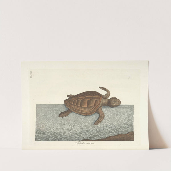 Piscium, serpentum, insectorum, aliorumque nonnullorum animalum nec non plantarum quarundam imagines Pl.040 by Mark Catesby