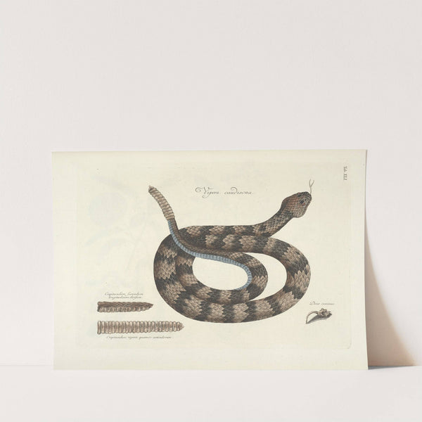 Piscium, serpentum, insectorum, aliorumque nonnullorum animalum nec non plantarum quarundam imagines Pl.041 by Mark Catesby