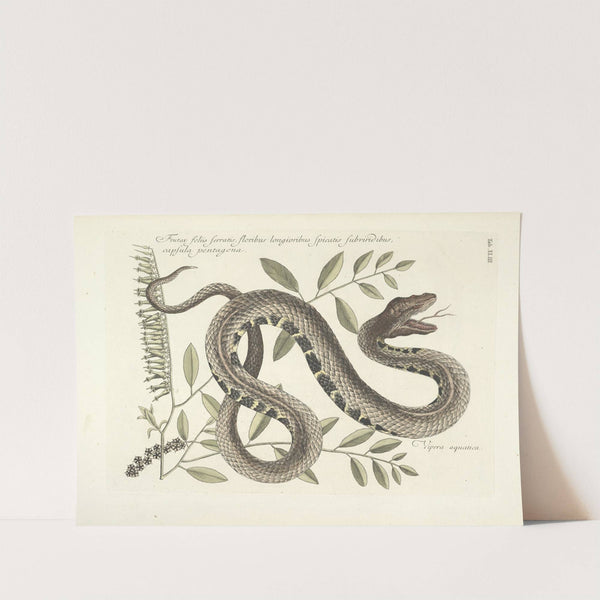 Piscium, serpentum, insectorum, aliorumque nonnullorum animalum nec non plantarum quarundam imagines Pl.043 by Mark Catesby