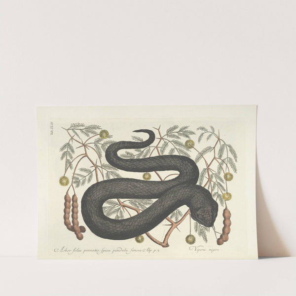 Piscium, serpentum, insectorum, aliorumque nonnullorum animalum nec non plantarum quarundam imagines Pl.044 by Mark Catesby