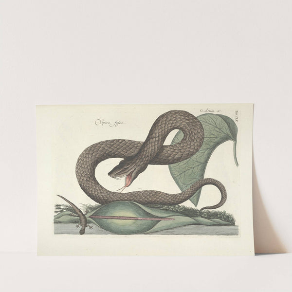 Piscium, serpentum, insectorum, aliorumque nonnullorum animalum nec non plantarum quarundam imagines Pl.045 by Mark Catesby