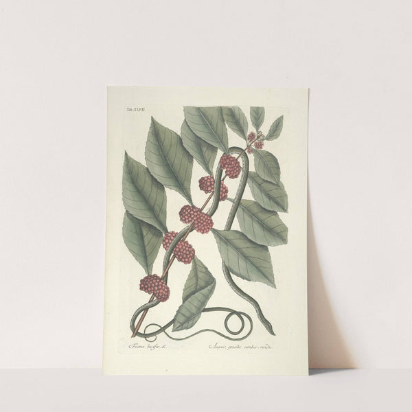 Piscium, serpentum, insectorum, aliorumque nonnullorum animalum nec non plantarum quarundam imagines Pl.047 by Mark Catesby