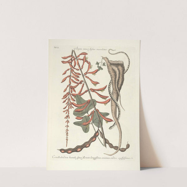 Piscium, serpentum, insectorum, aliorumque nonnullorum animalum nec non plantarum quarundam imagines Pl.049 by Mark Catesby