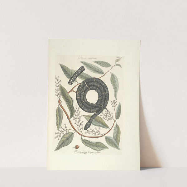 Piscium, serpentum, insectorum, aliorumque nonnullorum animalum nec non plantarum quarundam imagines Pl.052 (1777) by Mark Catesby