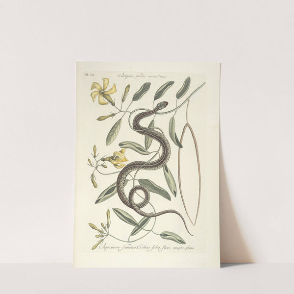 Piscium, serpentum, insectorum, aliorumque nonnullorum animalum nec non plantarum quarundam imagines Pl.053 (1777) by Mark Catesby