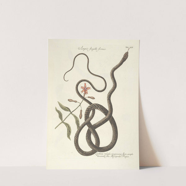 Piscium, serpentum, insectorum, aliorumque nonnullorum animalum nec non plantarum quarundam imagines Pl.054 (1777) by Mark Catesby