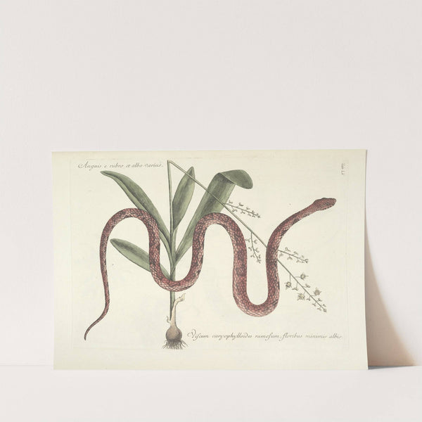 Piscium, serpentum, insectorum, aliorumque nonnullorum animalum nec non plantarum quarundam imagines Pl.055 (1777) by Mark Catesby