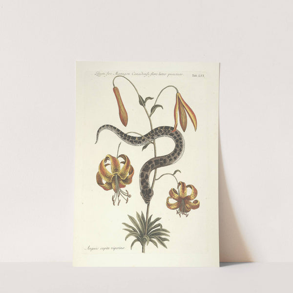 Piscium, serpentum, insectorum, aliorumque nonnullorum animalum nec non plantarum quarundam imagines Pl.056 (1777) by Mark Catesby