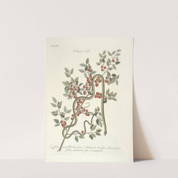 Piscium, serpentum, insectorum, aliorumque nonnullorum animalum nec non plantarum quarundam imagines Pl.057 (1777) by Mark Catesby