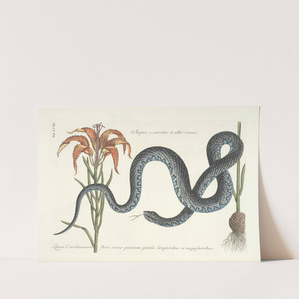 Piscium, serpentum, insectorum, aliorumque nonnullorum animalum nec non plantarum quarundam imagines Pl.058 (1777) by Mark Catesby