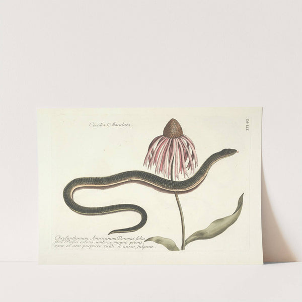 Piscium, serpentum, insectorum, aliorumque nonnullorum animalum nec non plantarum quarundam imagines Pl.059 (1777) by Mark Catesby