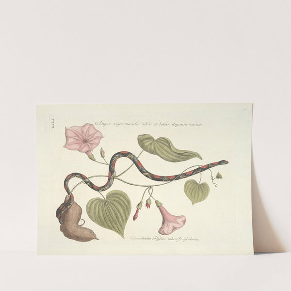 Piscium, serpentum, insectorum, aliorumque nonnullorum animalum nec non plantarum quarundam imagines Pl.060 (1777) by Mark Catesby