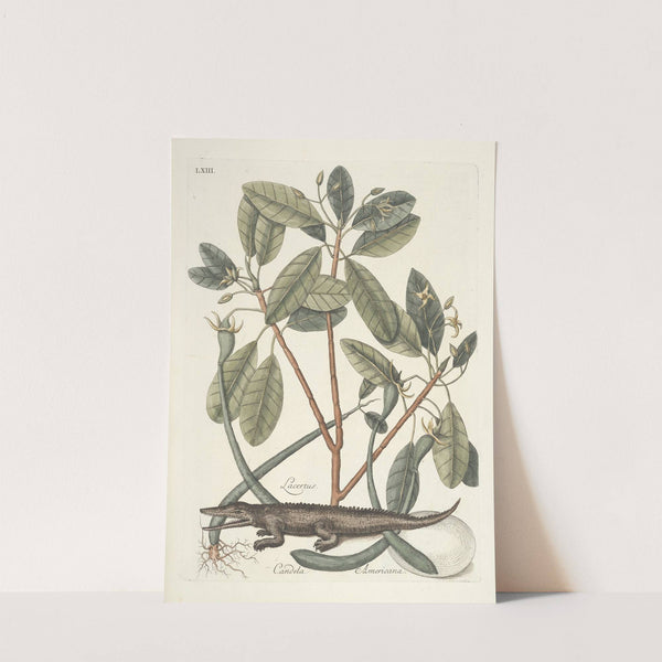 Piscium, serpentum, insectorum, aliorumque nonnullorum animalum nec non plantarum quarundam imagines Pl.063 (1777) by Mark Catesby