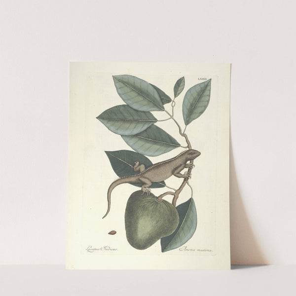 Piscium, serpentum, insectorum, aliorumque nonnullorum animalum nec non plantarum quarundam imagines Pl.064 (1777) by Mark Catesby