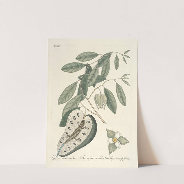 Piscium, serpentum, insectorum, aliorumque nonnullorum animalum nec non plantarum quarundam imagines Pl.067 (1777) by Mark Catesby