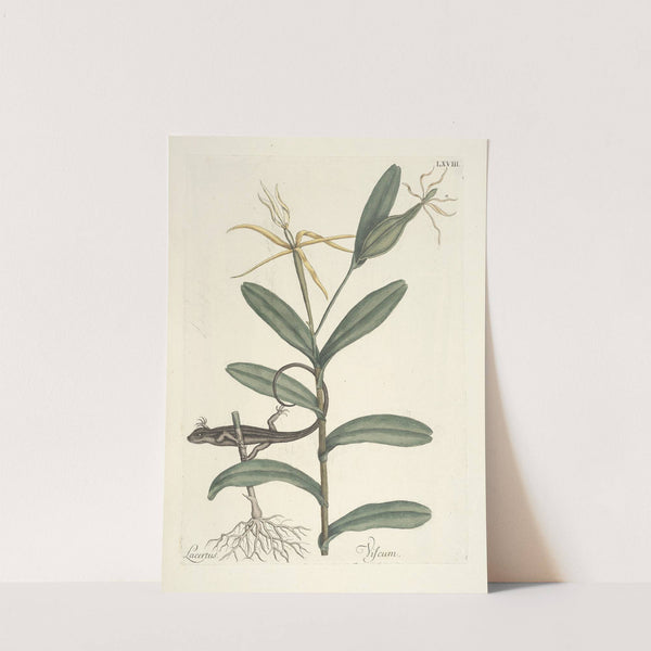 Piscium, serpentum, insectorum, aliorumque nonnullorum animalum nec non plantarum quarundam imagines Pl.068 (1777) by Mark Catesby