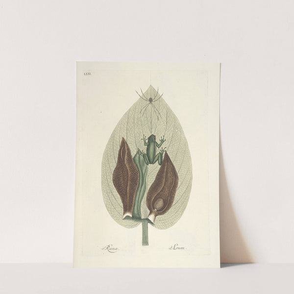 Piscium, serpentum, insectorum, aliorumque nonnullorum animalum nec non plantarum quarundam imagines Pl.071 by Mark Catesby