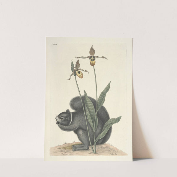 Piscium, serpentum, insectorum, aliorumque nonnullorum animalum nec non plantarum quarundam imagines Pl.073 by Mark Catesby