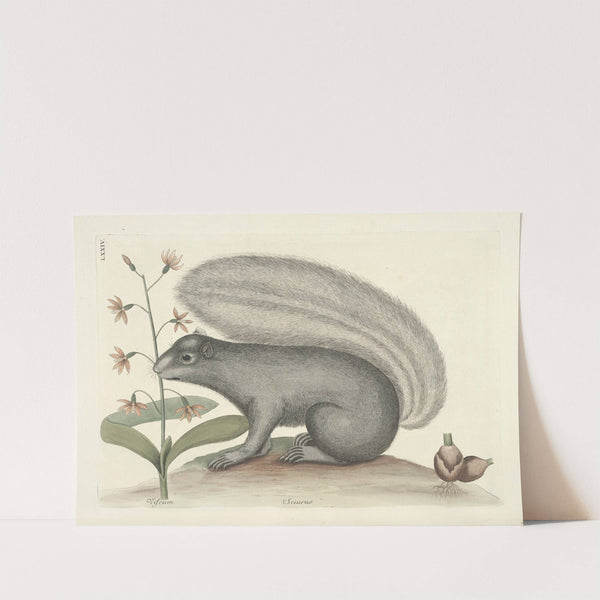 Piscium, serpentum, insectorum, aliorumque nonnullorum animalum nec non plantarum quarundam imagines Pl.074 by Mark Catesby