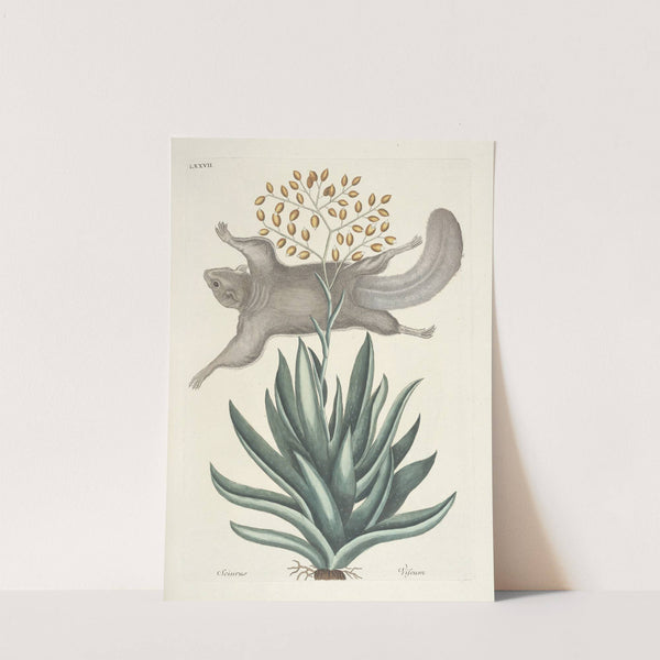 Piscium, serpentum, insectorum, aliorumque nonnullorum animalum nec non plantarum quarundam imagines Pl.077 by Mark Catesby