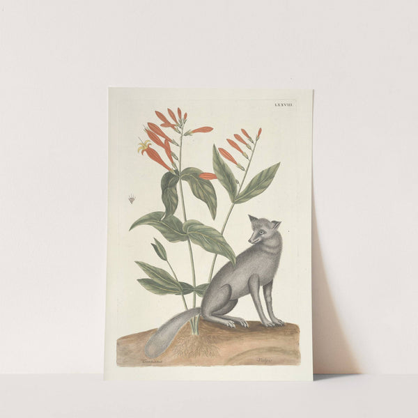 Piscium, serpentum, insectorum, aliorumque nonnullorum animalum nec non plantarum quarundam imagines Pl.078 by Mark Catesby