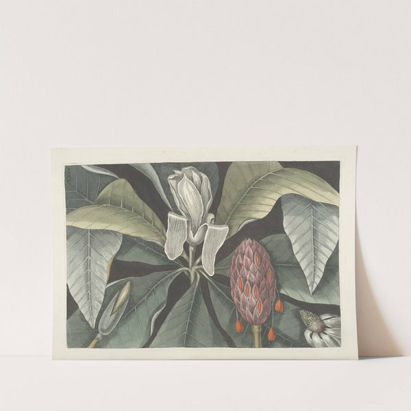 Piscium, serpentum, insectorum, aliorumque nonnullorum animalum nec non plantarum quarundam imagines Pl.080 by Mark Catesby