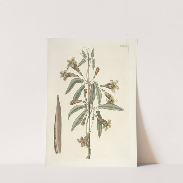 Piscium, serpentum, insectorum, aliorumque nonnullorum animalum nec non plantarum quarundam imagines Pl.082 by Mark Catesby