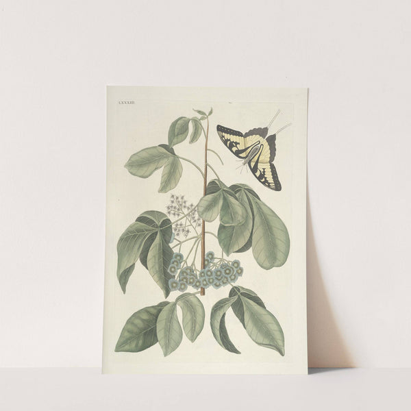 Piscium, serpentum, insectorum, aliorumque nonnullorum animalum nec non plantarum quarundam imagines Pl.083 by Mark Catesby