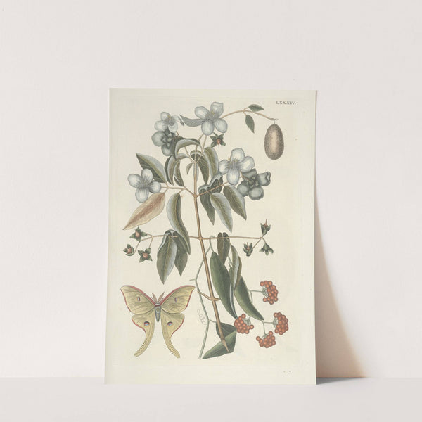 Piscium, serpentum, insectorum, aliorumque nonnullorum animalum nec non plantarum quarundam imagines Pl.084 by Mark Catesby