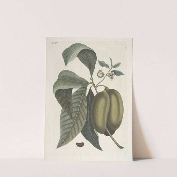 Piscium, serpentum, insectorum, aliorumque nonnullorum animalum nec non plantarum quarundam imagines Pl.085 by Mark Catesby