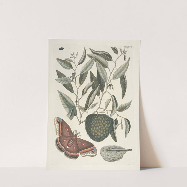 Piscium, serpentum, insectorum, aliorumque nonnullorum animalum nec non plantarum quarundam imagines Pl.086 by Mark Catesby