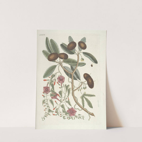 Piscium, serpentum, insectorum, aliorumque nonnullorum animalum nec non plantarum quarundam imagines Pl.087 by Mark Catesby