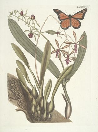 Piscium, serpentum, insectorum, aliorumque nonnullorum animalum nec non plantarum quarundam imagines Pl.088 — size preview