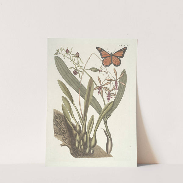 Piscium, serpentum, insectorum, aliorumque nonnullorum animalum nec non plantarum quarundam imagines Pl.088 by Mark Catesby