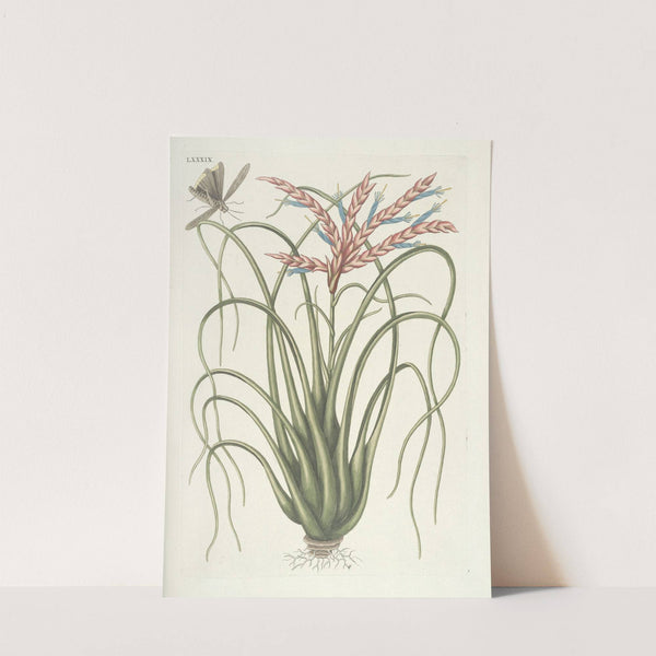 Piscium, serpentum, insectorum, aliorumque nonnullorum animalum nec non plantarum quarundam imagines Pl.089 by Mark Catesby