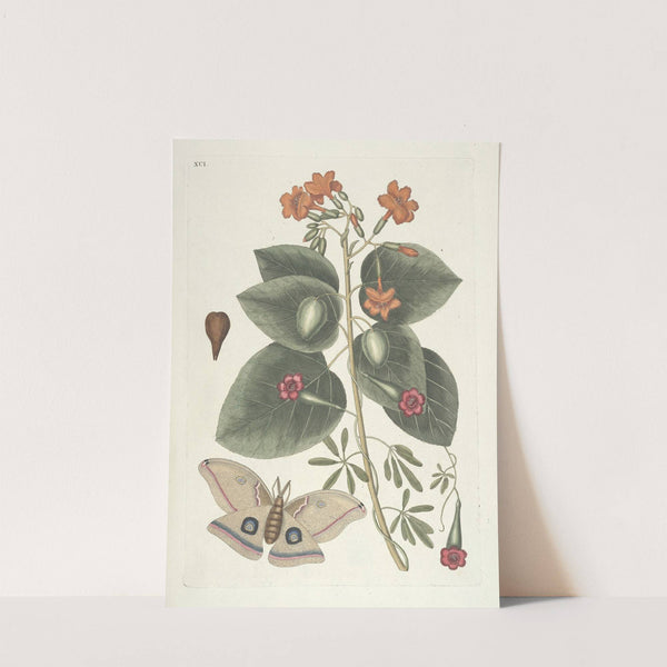 Piscium, serpentum, insectorum, aliorumque nonnullorum animalum nec non plantarum quarundam imagines Pl.091 by Mark Catesby