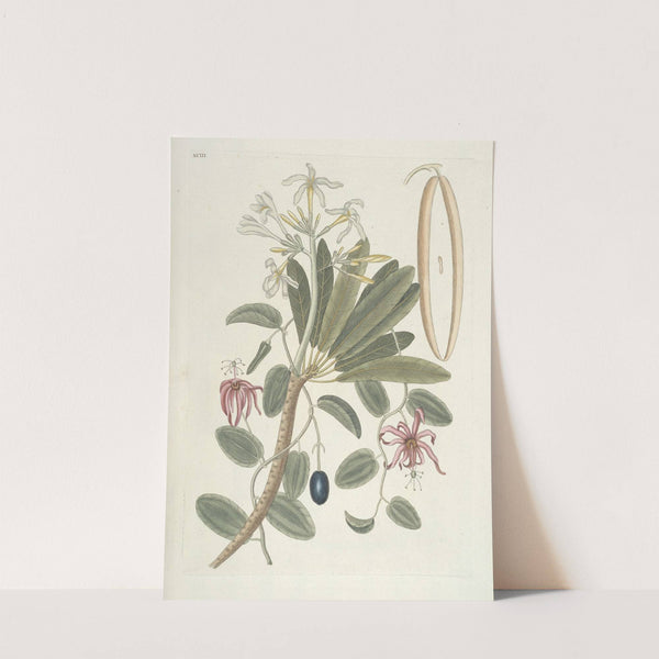 Piscium, serpentum, insectorum, aliorumque nonnullorum animalum nec non plantarum quarundam imagines Pl.093 by Mark Catesby