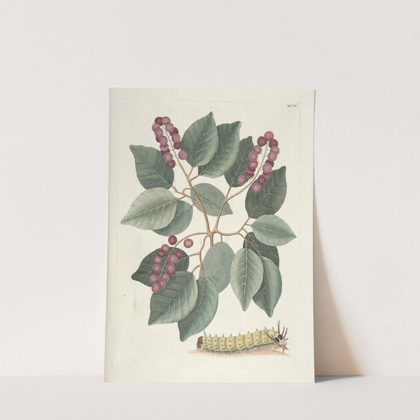 Piscium, serpentum, insectorum, aliorumque nonnullorum animalum nec non plantarum quarundam imagines Pl.094 by Mark Catesby