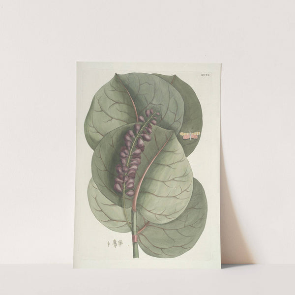 Piscium, serpentum, insectorum, aliorumque nonnullorum animalum nec non plantarum quarundam imagines Pl.096 by Mark Catesby