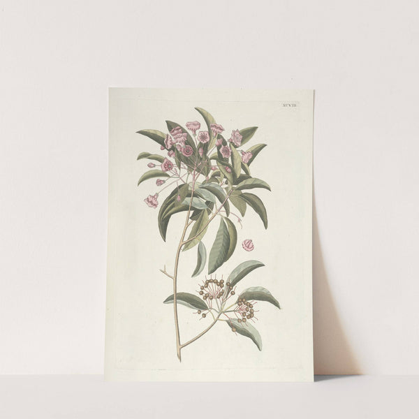 Piscium, serpentum, insectorum, aliorumque nonnullorum animalum nec non plantarum quarundam imagines Pl.098 by Mark Catesby