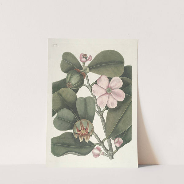 Piscium, serpentum, insectorum, aliorumque nonnullorum animalum nec non plantarum quarundam imagines Pl.099 by Mark Catesby