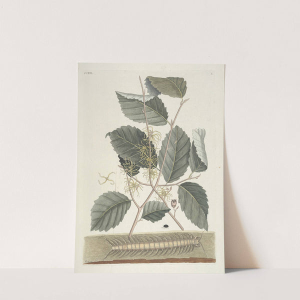 Piscium, serpentum, insectorum, aliorumque nonnullorum animalum nec non plantarum quarundam imagines Pl.101 by Mark Catesby