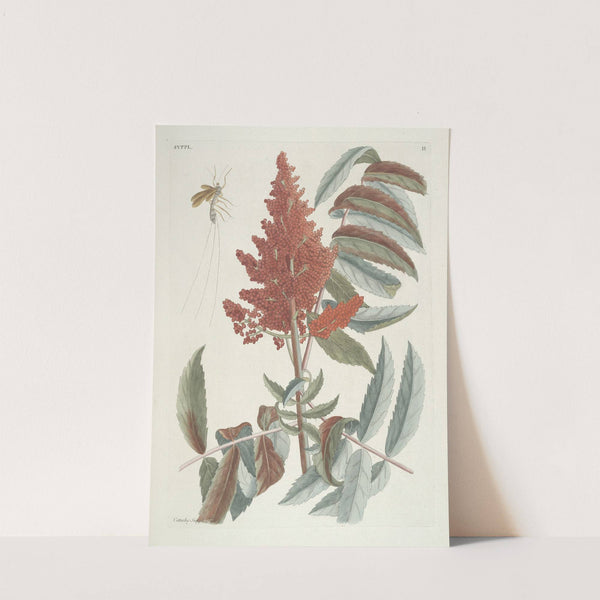 Piscium, serpentum, insectorum, aliorumque nonnullorum animalum nec non plantarum quarundam imagines Pl.102 by Mark Catesby