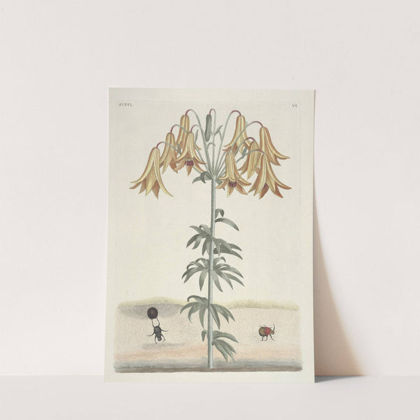 Piscium, serpentum, insectorum, aliorumque nonnullorum animalum nec non plantarum quarundam imagines Pl.106 by Mark Catesby