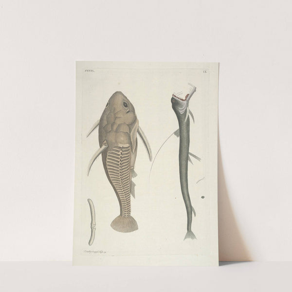 Piscium, serpentum, insectorum, aliorumque nonnullorum animalum nec non plantarum quarundam imagines Pl.109 by Mark Catesby