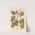 Pistachio by Elizabeth Blackwell