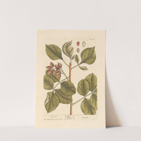 Pistachio by Elizabeth Blackwell