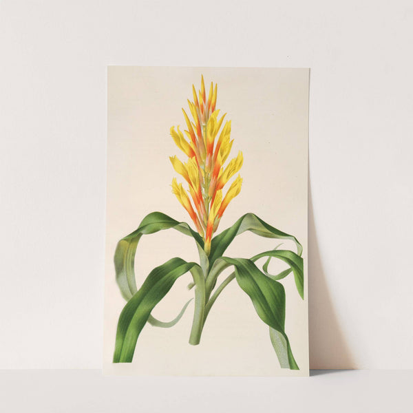 Pitcairnia Andreana by Charles Antoine Lemaire